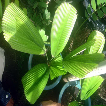 Rental Tanaman - Palm Kol
