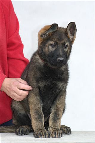 KOLEEN Z EUROSPORT K9