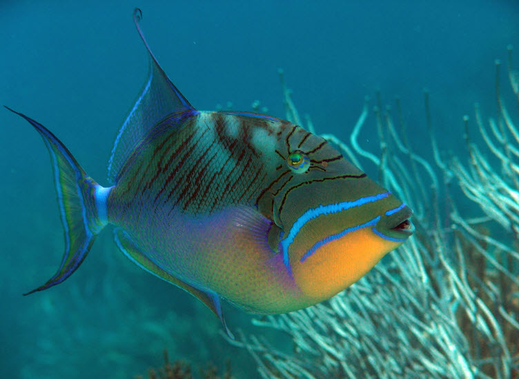 Triggerfish The Biggest Animals Kingdom