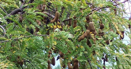 Online Digital Information: Manfaat Buah Asam (Tamarindus Indica) Untuk