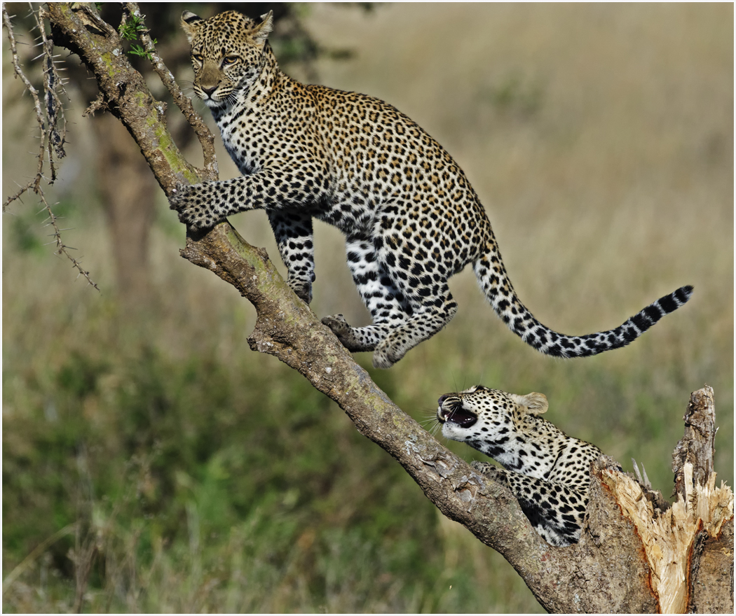 The Leopard and Cubs | Awesome Photographs | The Wildlife