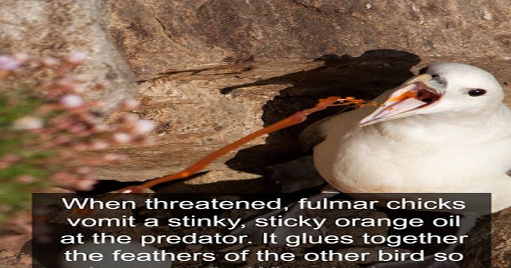 UNBELIEVABLE FACTS SPITTING BIRD