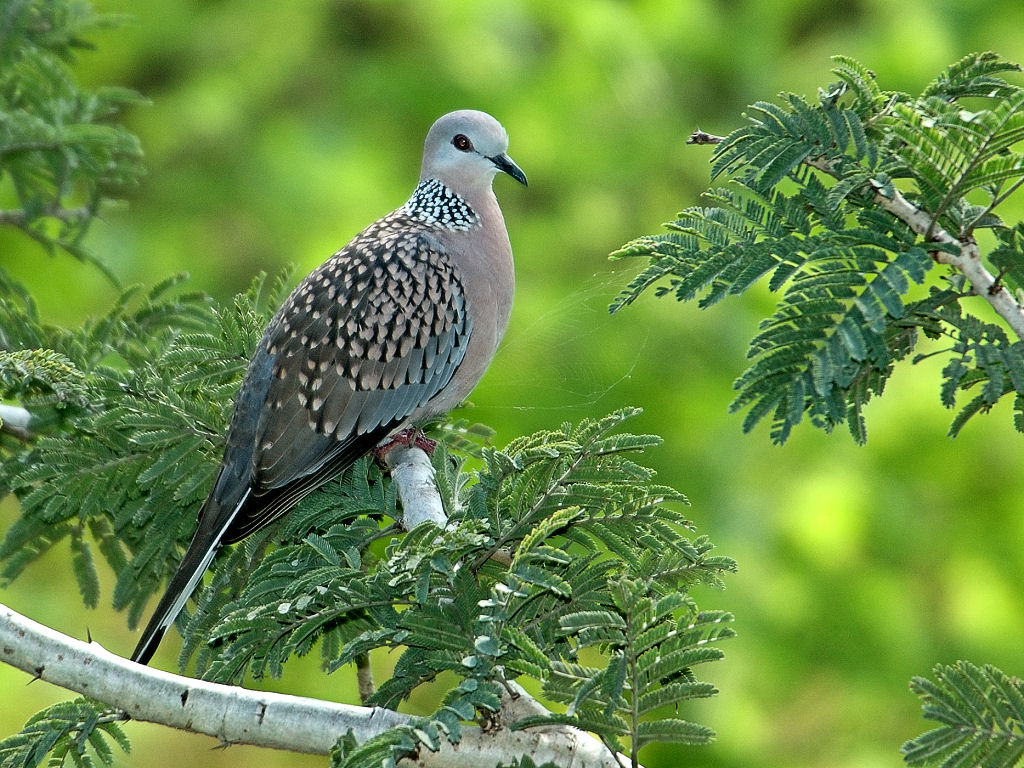 19+ Burung derkuku lumut terbaru