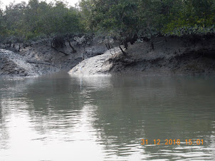 Beautiful rugged mangroves of the Sunderbans.