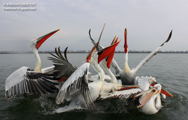 Dalmatian Pelican photography