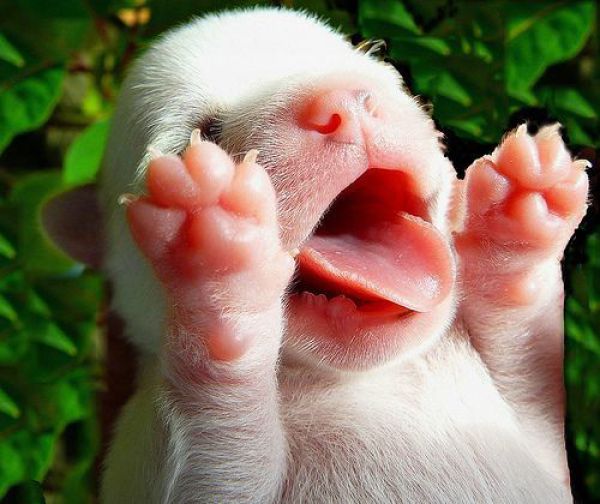Cute baby animal pictures, cute baby animals