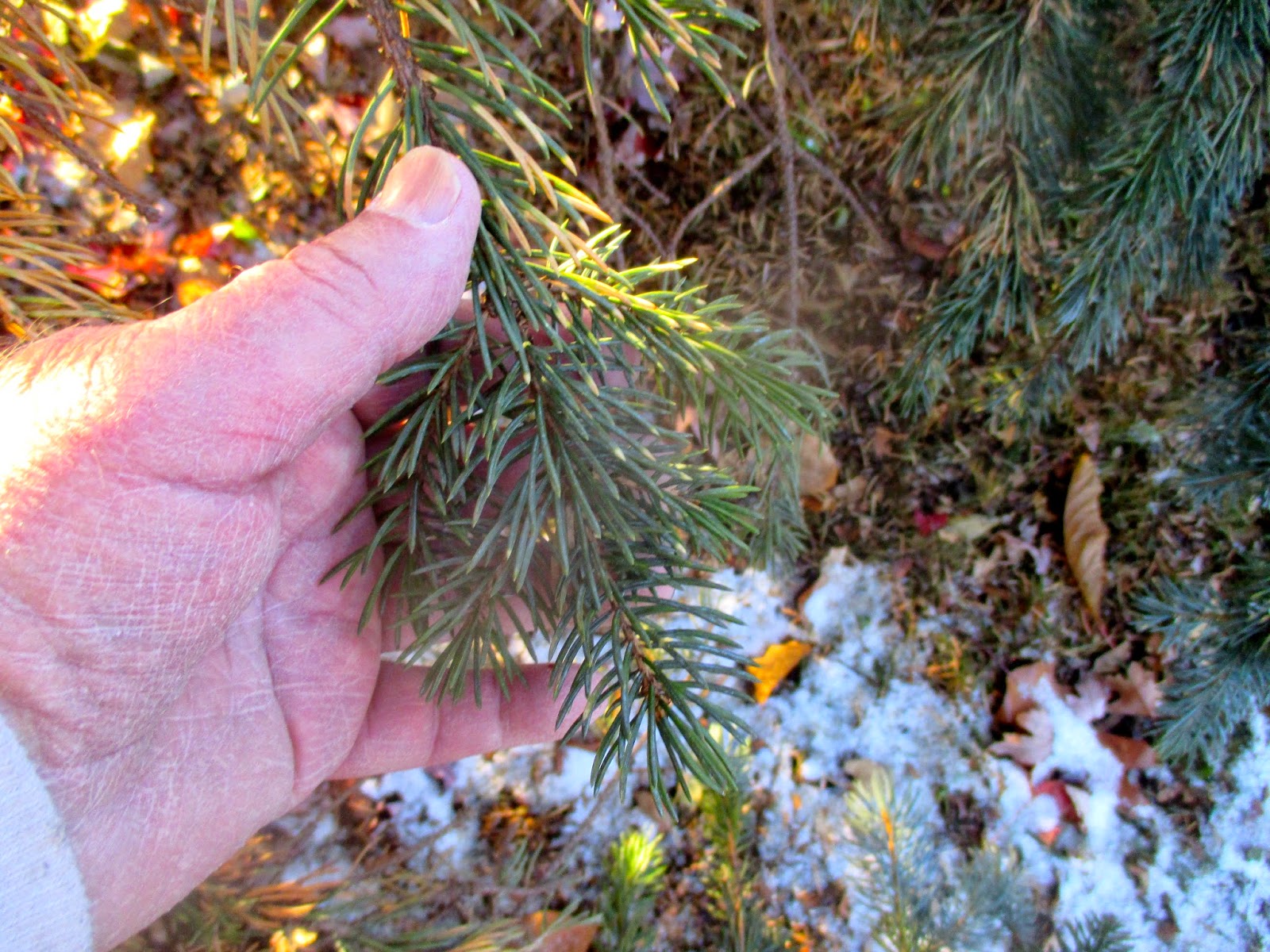 Art's Bayfield Almanac NEEDLE CAST DISEASE OF COLORADO BLUE SPRUCE