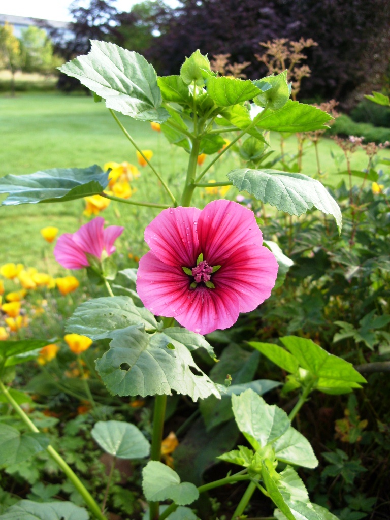 Kelli's Northern Ireland Garden August in flower garden tour
