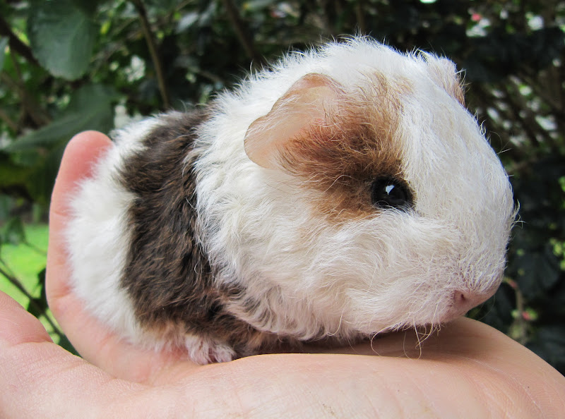 All Things Guinea Pig Sad news and Beautiful news