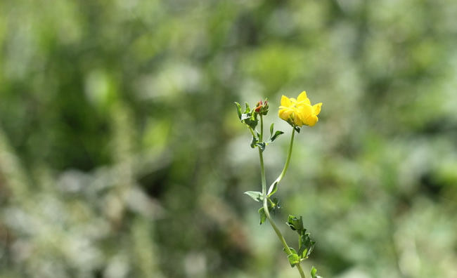Birds-Foot Trefoil Flowers Birds-Foot Trefoil Flowers