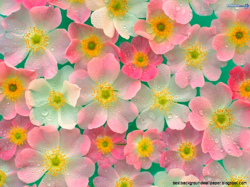 Pretty Japanese Flowers Pretty Japanese Flowers