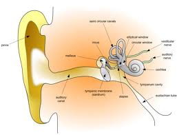 Tratamente naturiste impotriva suferintelor urechii
