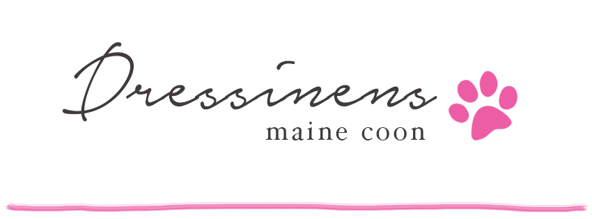 Dressinens Maine Coon