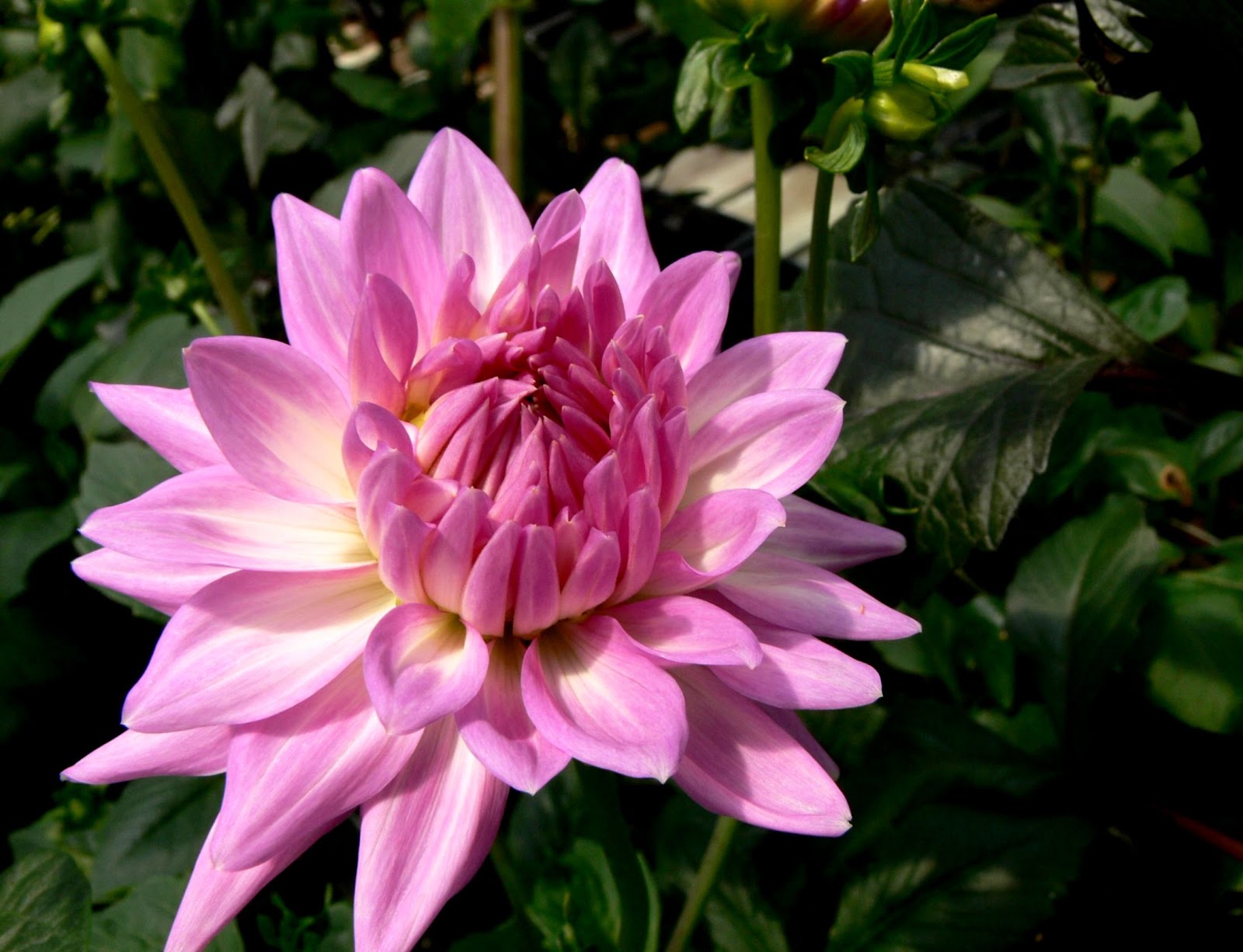 Peonies Flowers Desktop Wallpaper Peonies Flowers Desktop Wallpaper