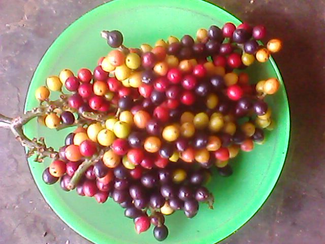 Windarto Suwedi Rujak Buni