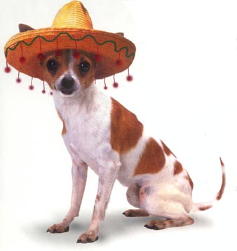 Chihuahua Dog Mexico