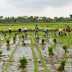 Kelompok Tani Desa Gabusan Kec.Jati Dapat Program Percontohan Pertanian Modern