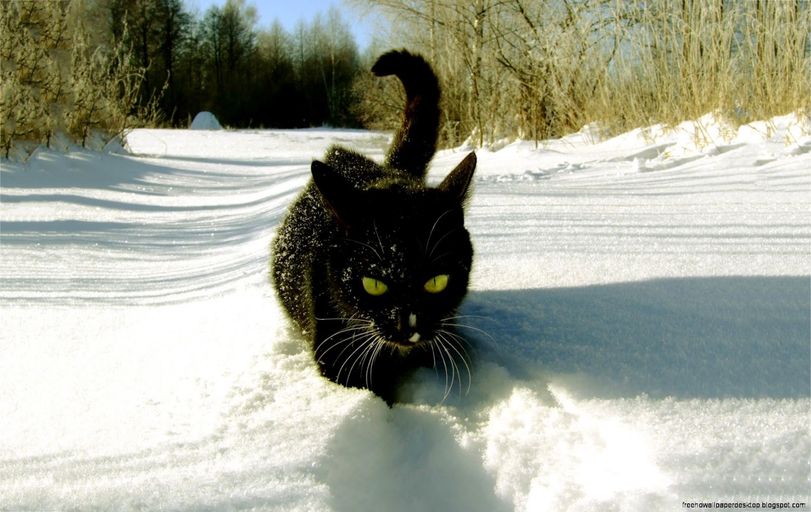 Black Cat Snow Black Cat Snow