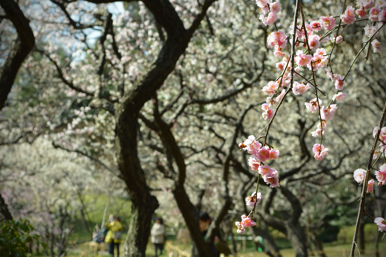 Dreamtime Nihon Die Pflaumenblüte