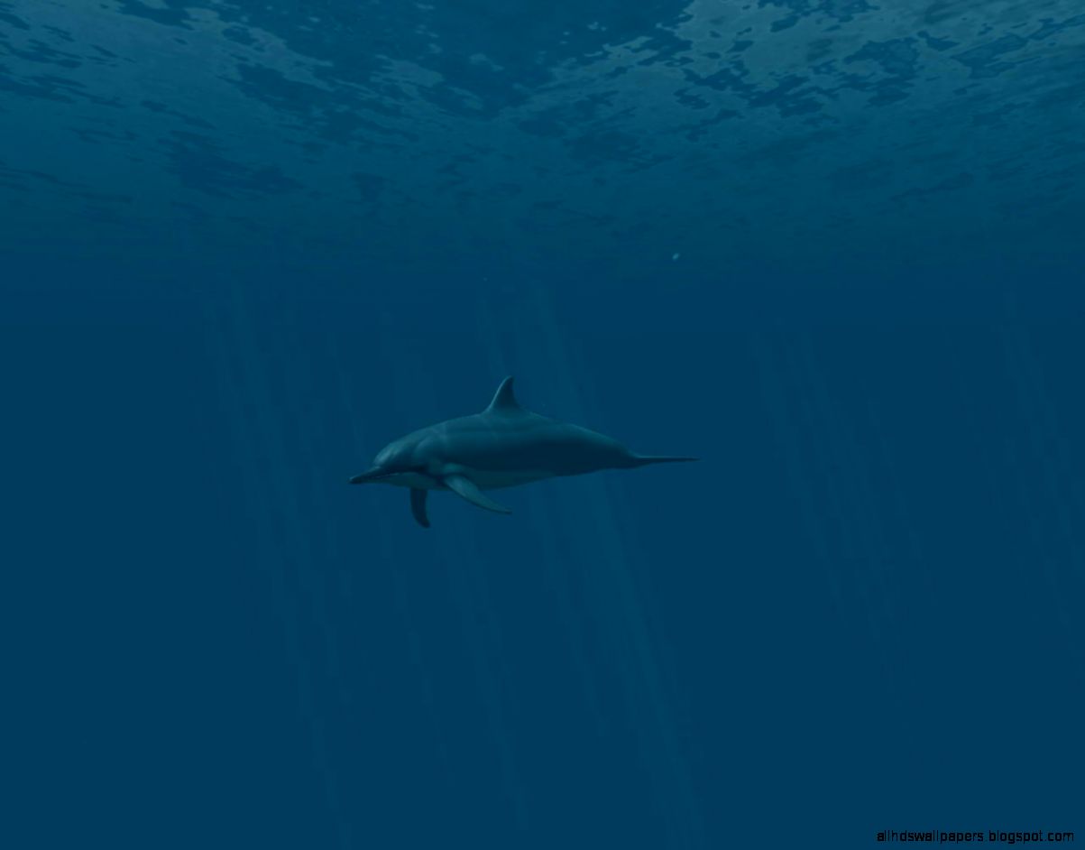 dolphins 3d screensaver and animated wallpaper 1.0.build 3 dolphins 3d screensaver and animated wallpaper 1.0.build 3