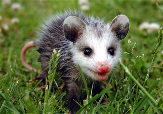 Cute Baby Opossum