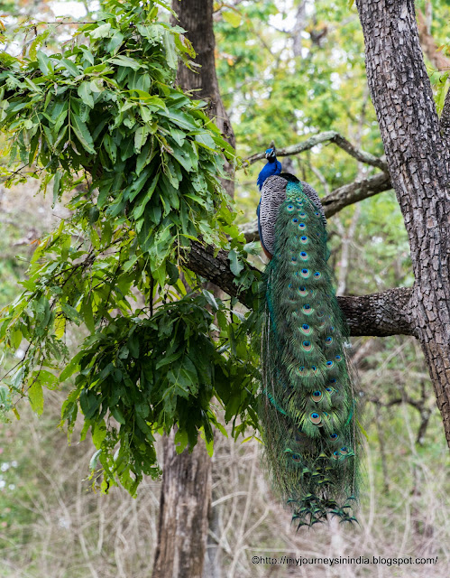 Wild Peacock at Bandipur Forest