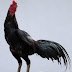 UKURAN AYAM BANGKOK