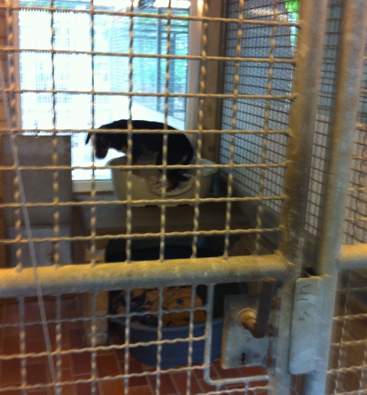 Tierschutzverein Lahr Und Umgebung E V Spende Fur Unsere