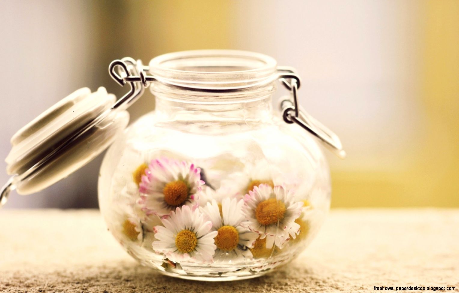 Mood Daisies Flowers Jar HD Wallpaper FreeWallsUp Mood Daisies Flowers Jar HD Wallpaper FreeWallsUp
