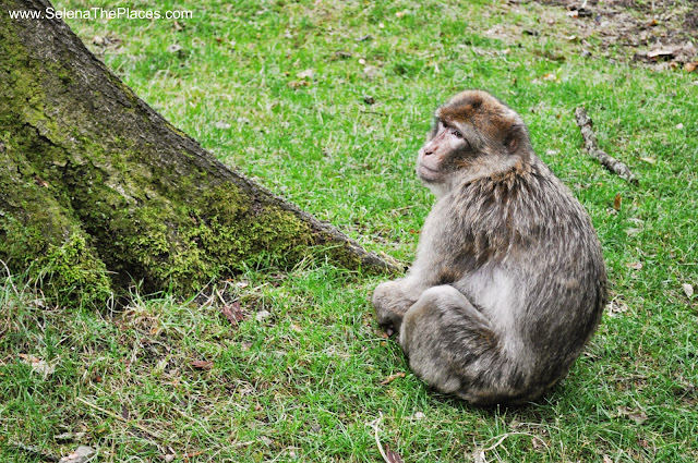 The Monkey Forest at Trentham