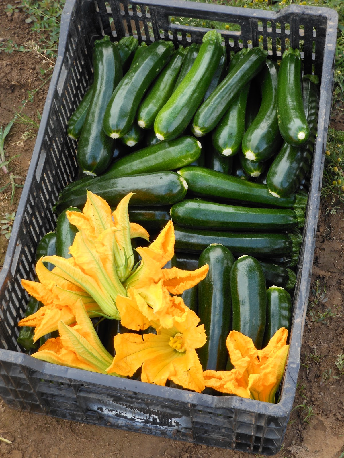 Hand Harvesting Zucchini and Summer Squash