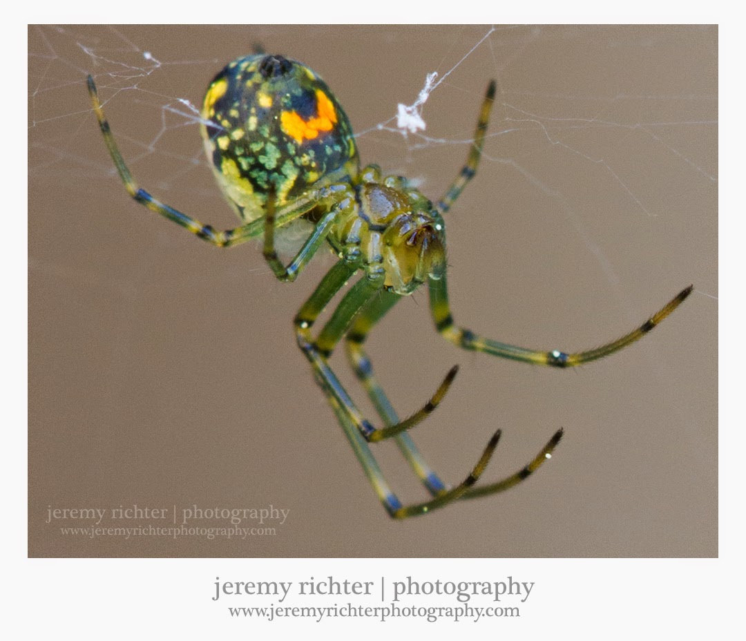 jeremy richter photography blog The Orchard Spider, an Orb Weaver