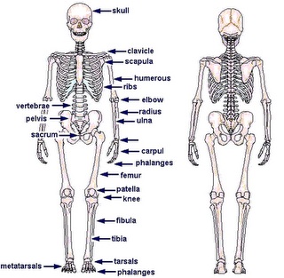 Gambar Rangka Manusia Gambar Rangka Manusia