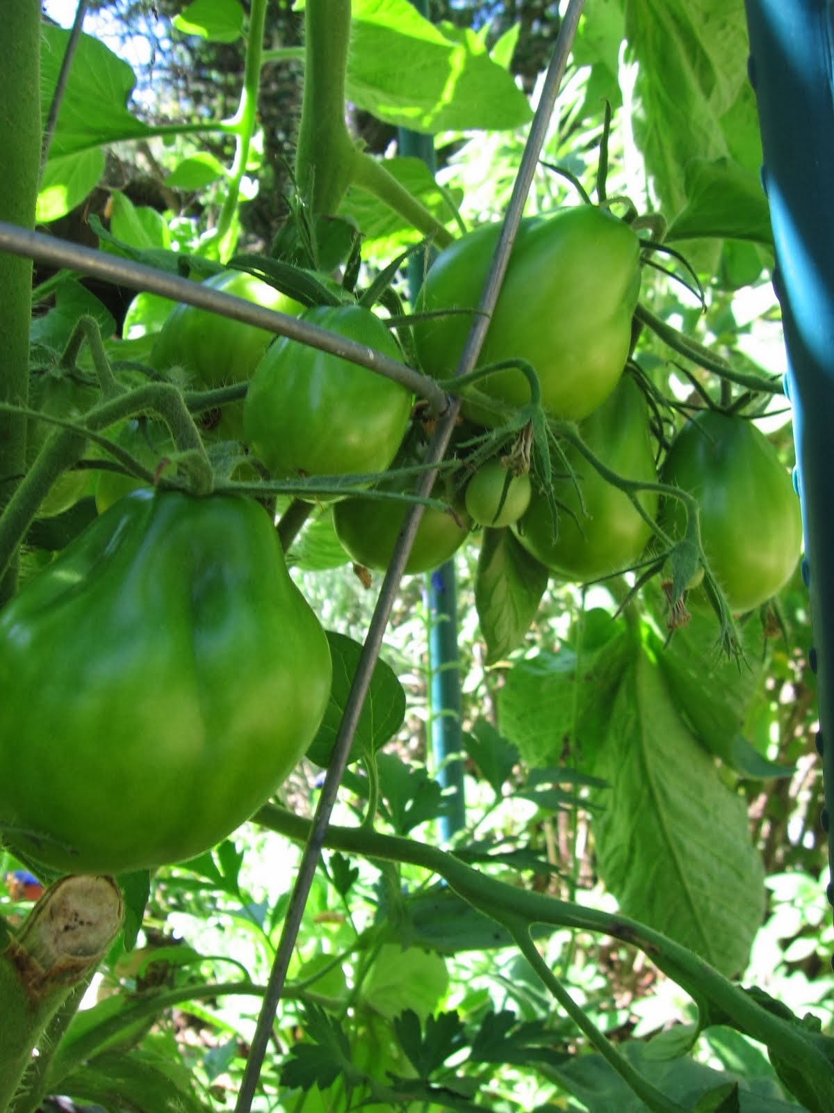 Seminte si plante de gradina hobby Tomate Black Truffle