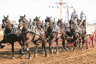 Brian Driving the Six at Colonial Days Fair (2013)