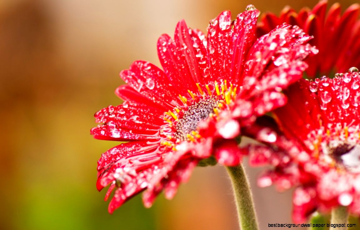 red flower wallpaper 9 red flower wallpaper 9