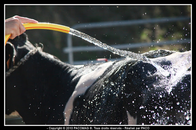 Lavage des bovins lors de la Foire Commerciale et Agricole de la ville Sedan 