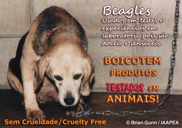 Não aos testes em animais beagle cruelty free