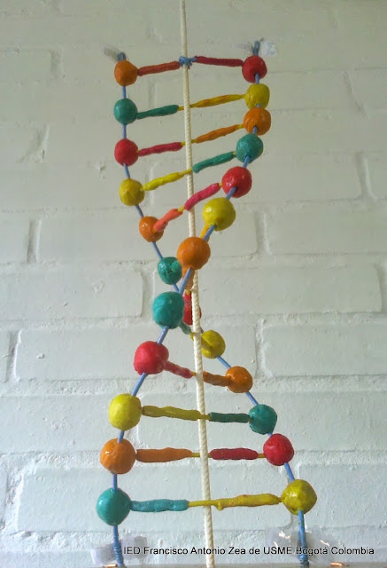 cadena de adn con limpiapipas maquetas de adn con limpiapipas maquetas de adn con cadena de adn con limpiapipas maquetas de adn con limpiapipas maquetas de adn con
