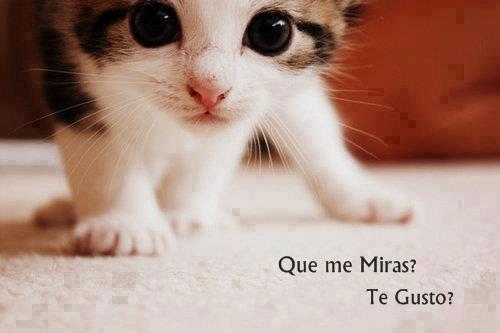 IMAGENES DE GATOS TIERNOS imagenes de gatos tiernos: