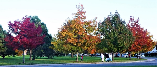Using Georgia Native Plants February 2013