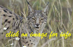 NEW!! IBERIAN LYNX TRIP