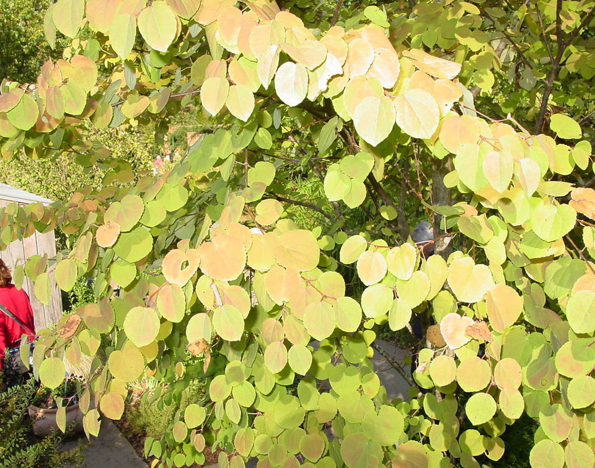 Gardening With Grace It S Almost Over