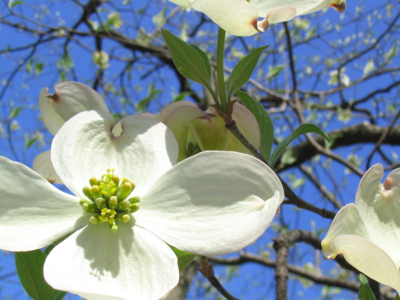 Dogwood