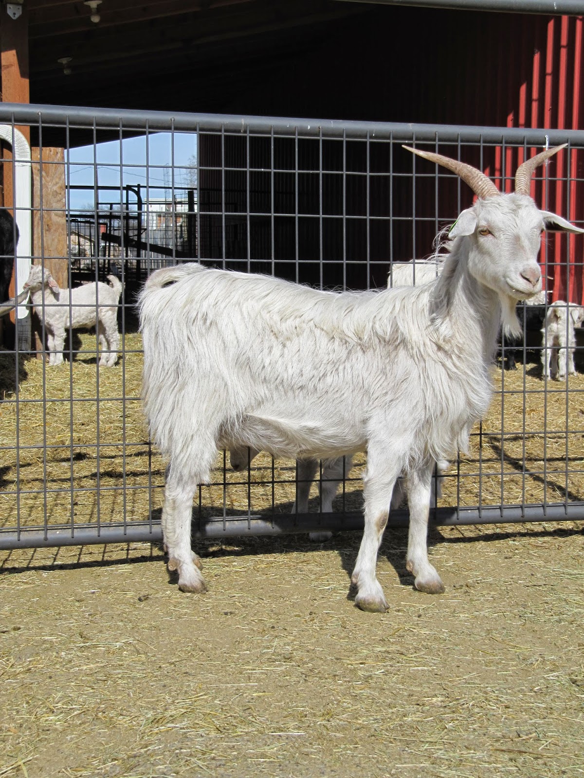 LIBERTY FARM CASHMERE GOATS CASHMERE GOATS FOR SALE