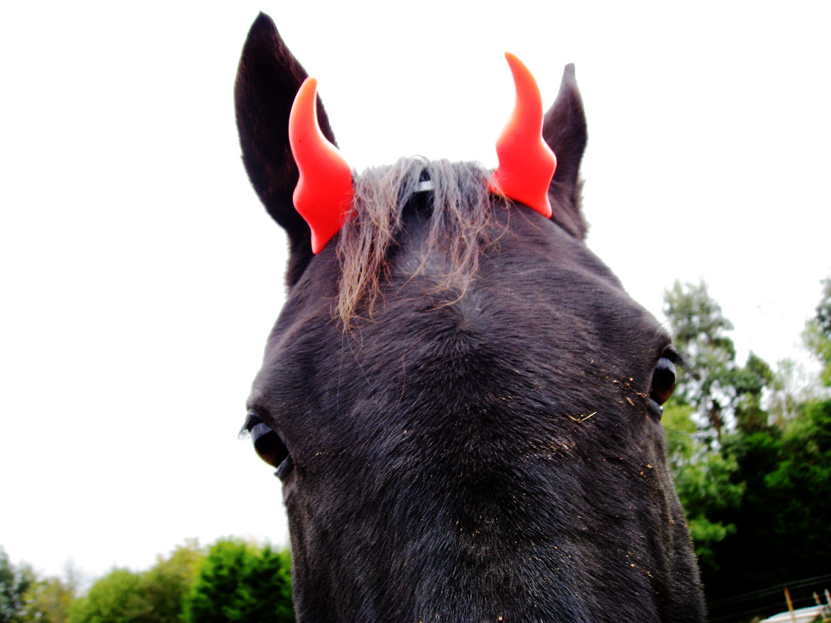 My Equestrian World Happy Halloween