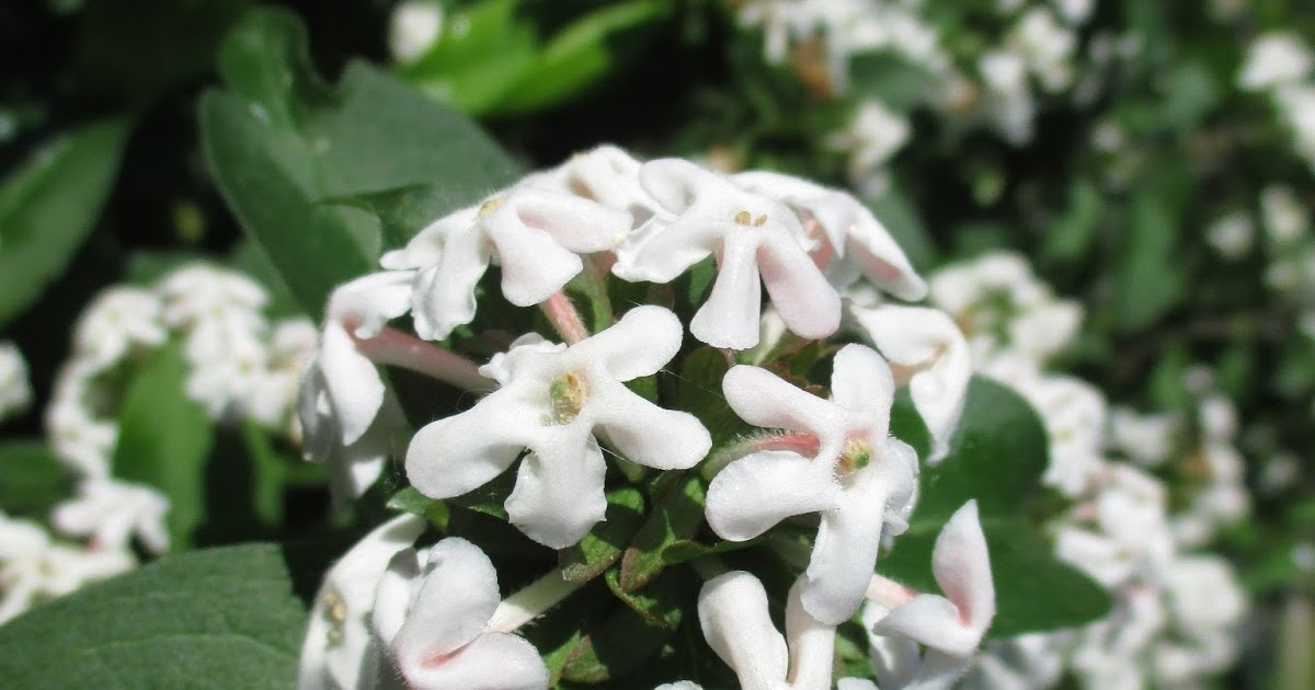 Fragrant Abelia Rotary Botanical Gardens