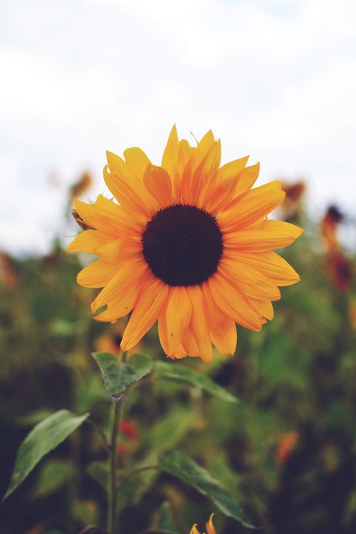 Autumn beautiful sunflowers wallpapers | Pix Galleries
