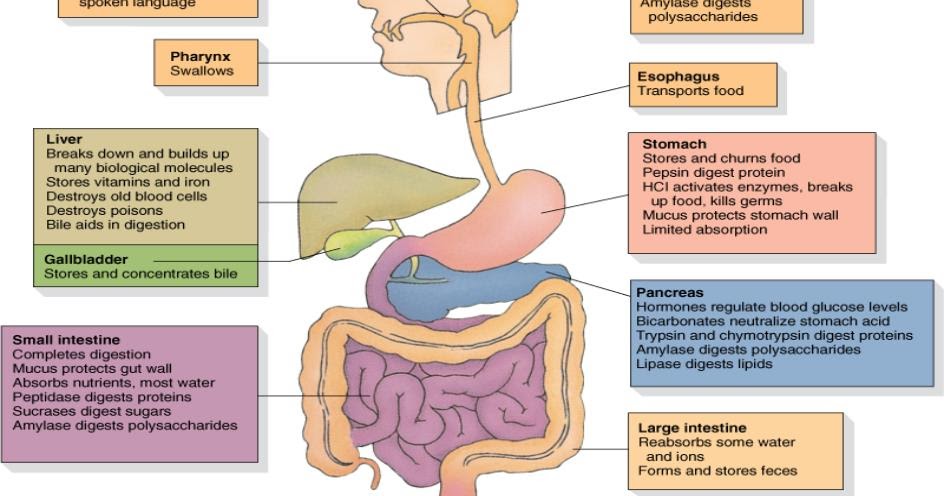 Introduction To Nutrition: Digesting Macronutrients