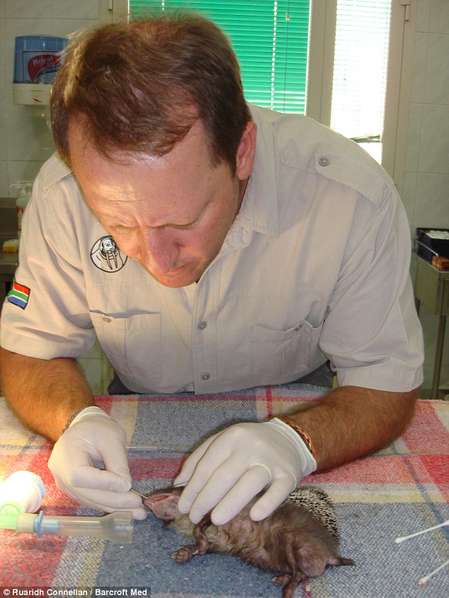 White Wolf Dentist travels around the world to fix Animals' teeth